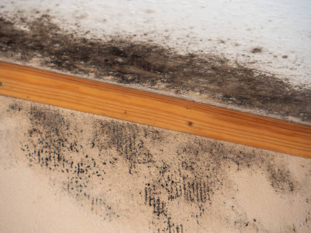 Best Basement Mold Removal  in San Felipe, TX