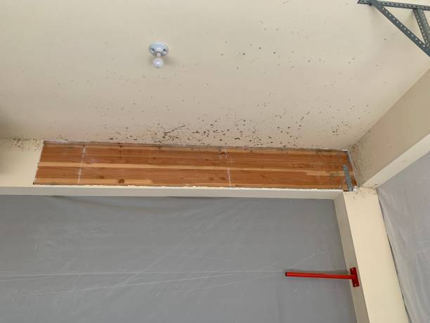 San Felipe, TX Mold Removal Company