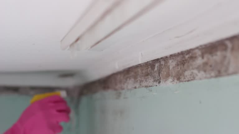 Mold Remediation for Vacation Homes in San Felipe, TX